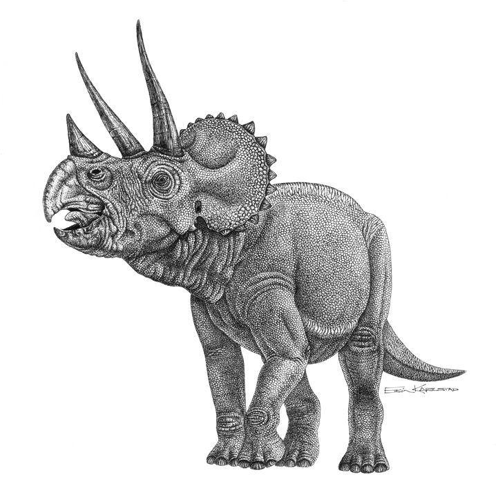718x720 Triceratops - Triceratops Sketch