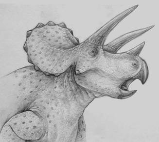 327x291 Triceratops Dig Week 1 Royal Ontario Museum - Triceratops Sketch