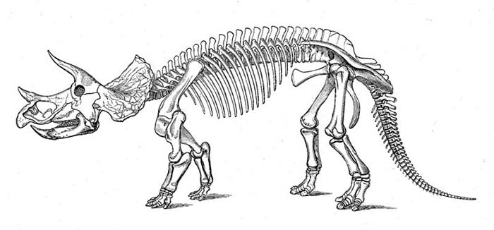 700x326 Triceratops Skeleton Reconstruction Sketch - Triceratops Sketch