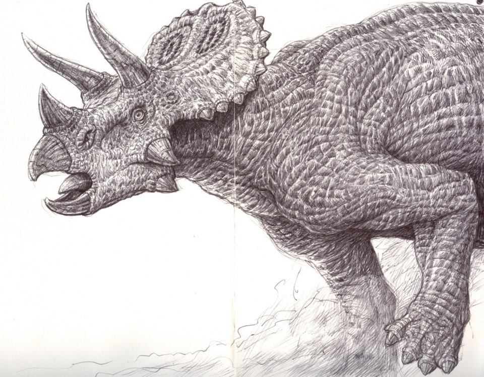 960x748 Triceratops Sketch By Tolousse59 - Triceratops Sketch