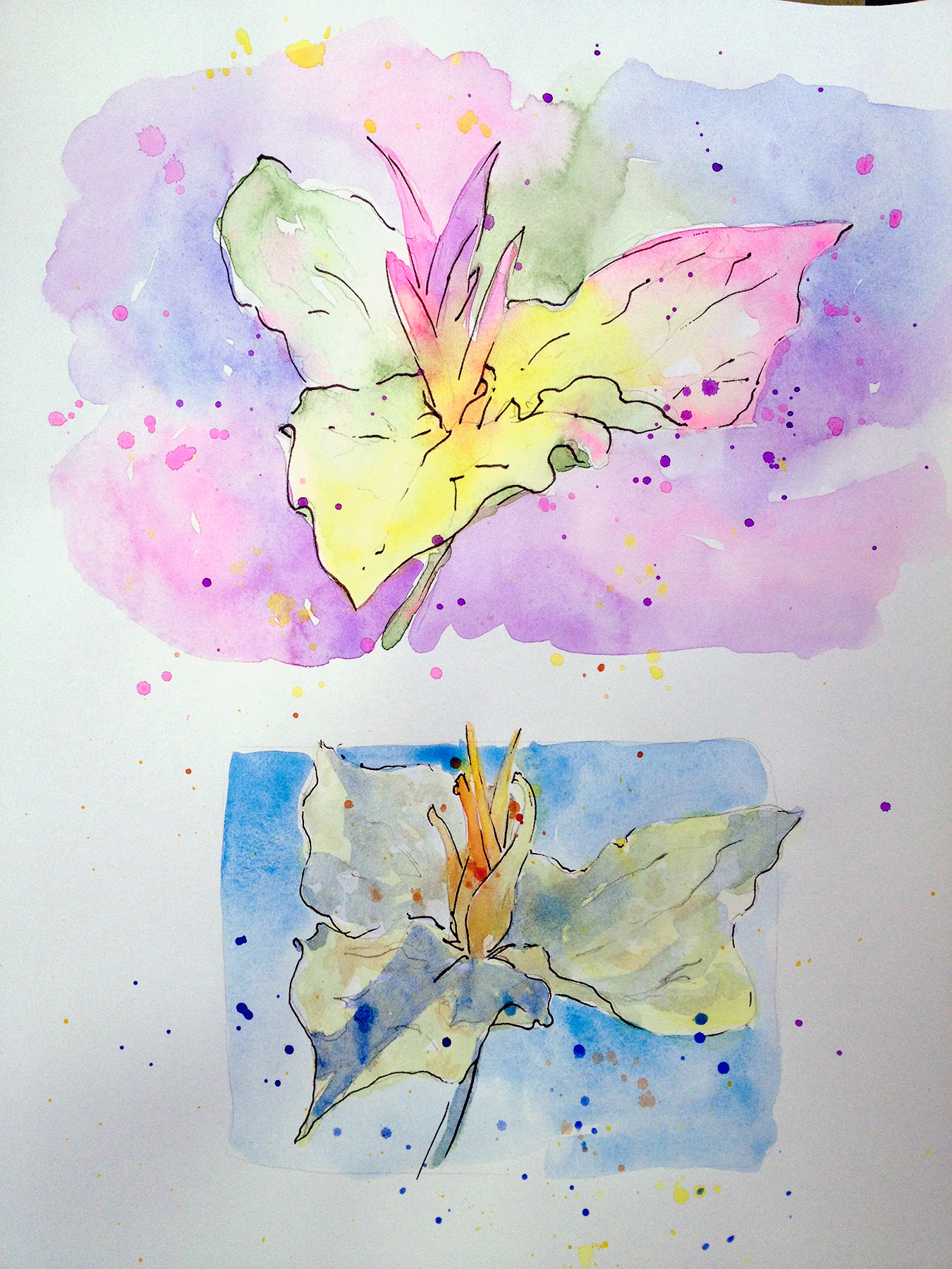 1350x1800 Lemon Trillium Sketch! - Trillium Sketch