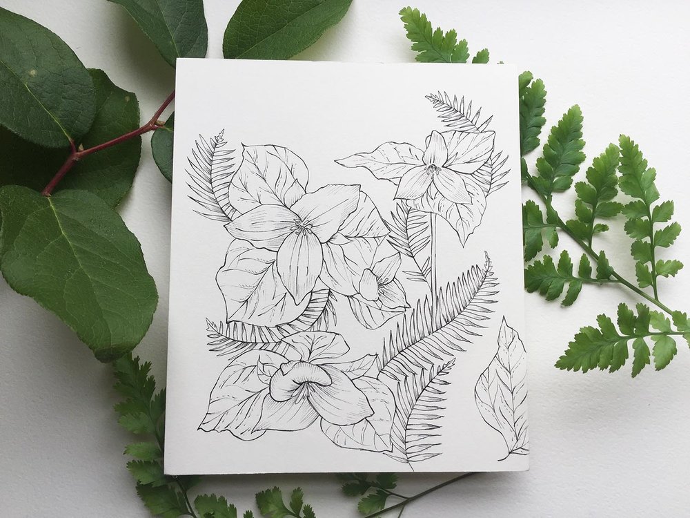 1000x750 Pnw Plants Western Trillium Original Drawing Sarah Clement - Trillium Sketch