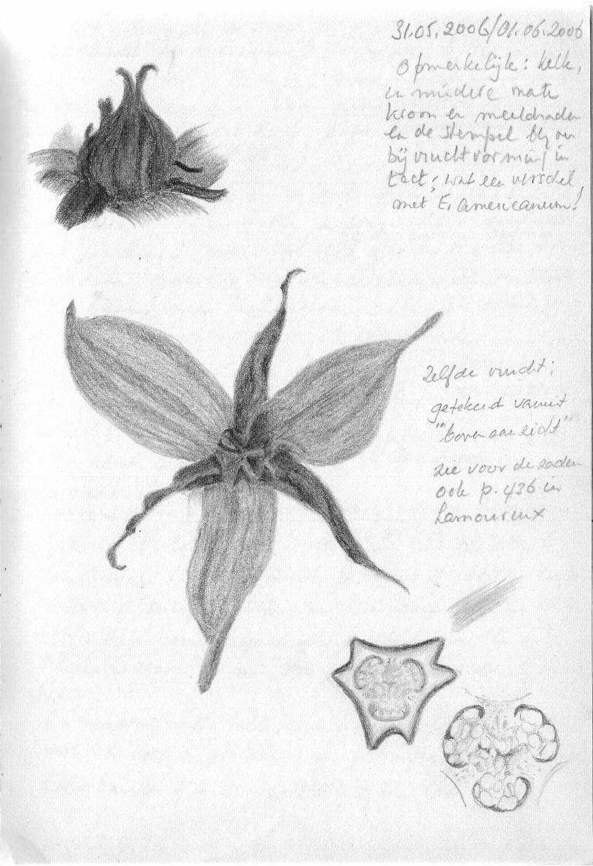846x1236 Purple Trillium - Trillium Sketch