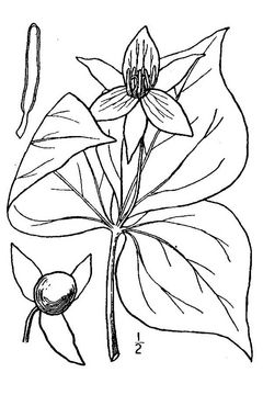 240x360 Red Trillium Facts And Health Benefits - Trillium Sketch