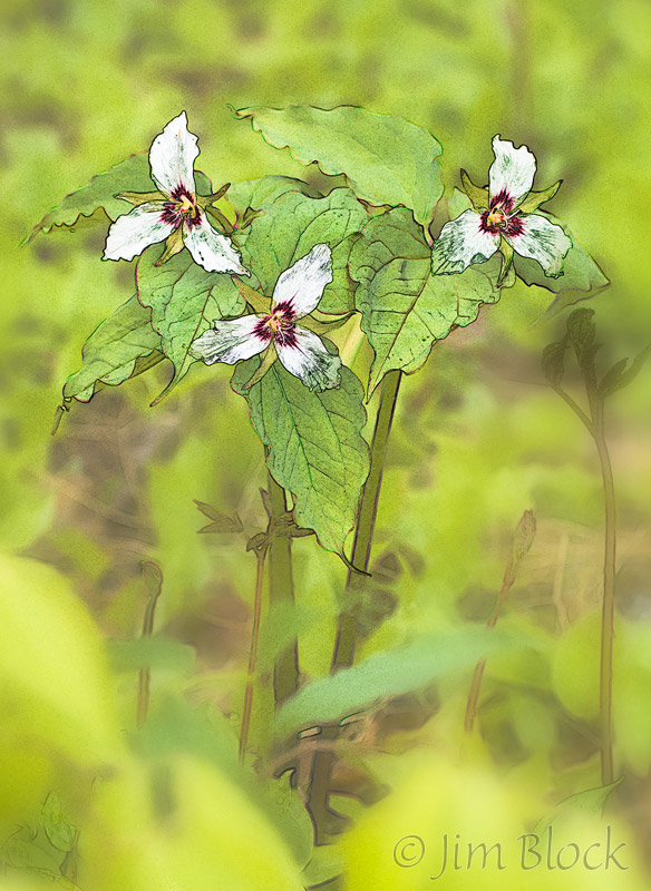 584x800 Sketch - Trillium Sketch