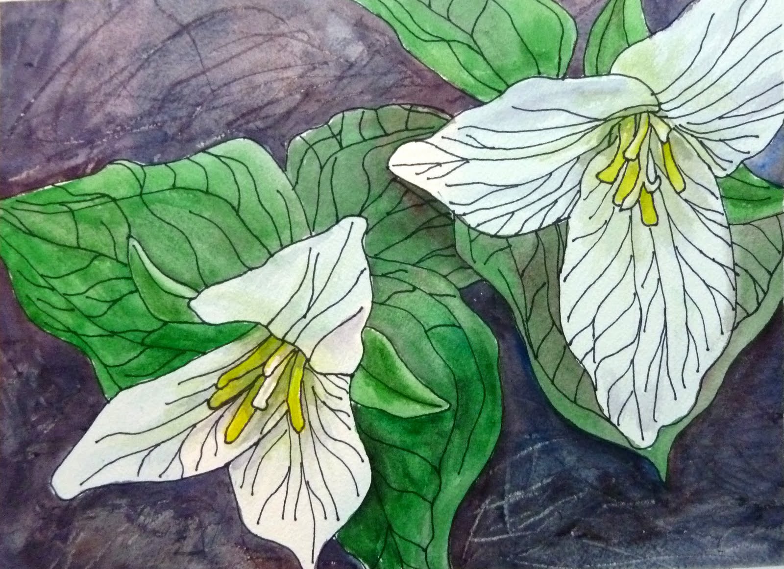 1600x1162 Still Coloring Out Of The Lines April 2011 - Trillium Sketch