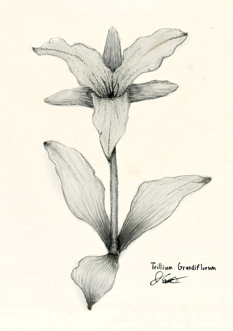 751x1065 Thinking Of Canada, Trillium Grandiflorum By John Cannon - Trillium Sketch