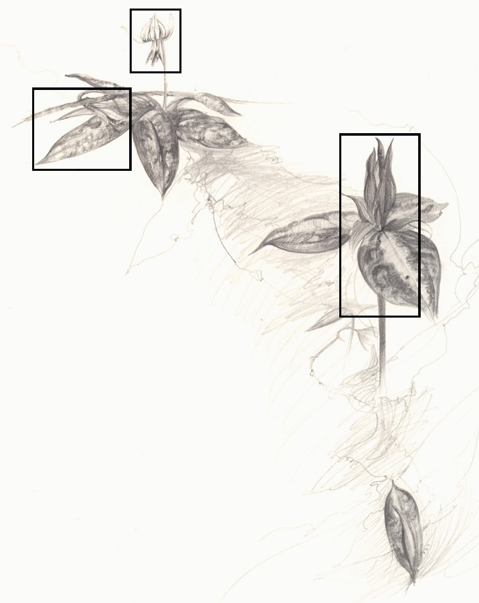 953x1200 Trillium And Trout Lily Details - Trillium Sketch