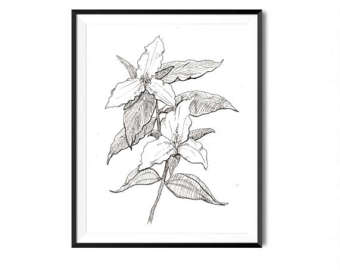 340x270 Trillium Drawing Etsy - Trillium Sketch