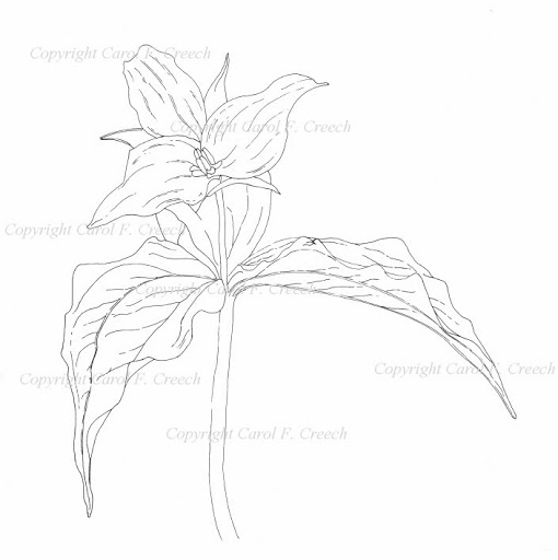 510x512 Trillium Line Drawings In Ink Carol F. Creech, Artist Amp Maker - Trillium Sketch