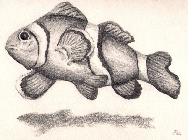 600x449 Image Result For Tropical Fish Pencil Drawing Tattoos - Tropical Fish Sketch