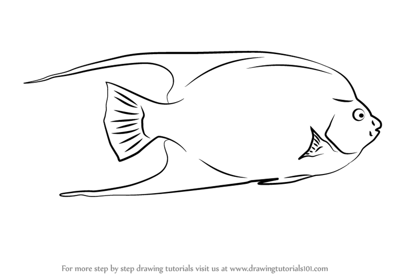 800x566 Learn How To Draw A Tropical Fish (Fishes) Step By Step Drawing - Tropical Fish Sketch