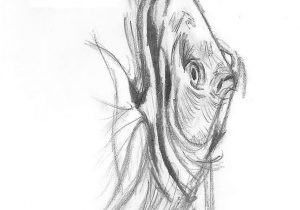 300x210 Pencil Drawing For Fish Pencil Sketches Of Fish Pencil Realistic - Tropical Fish Sketch
