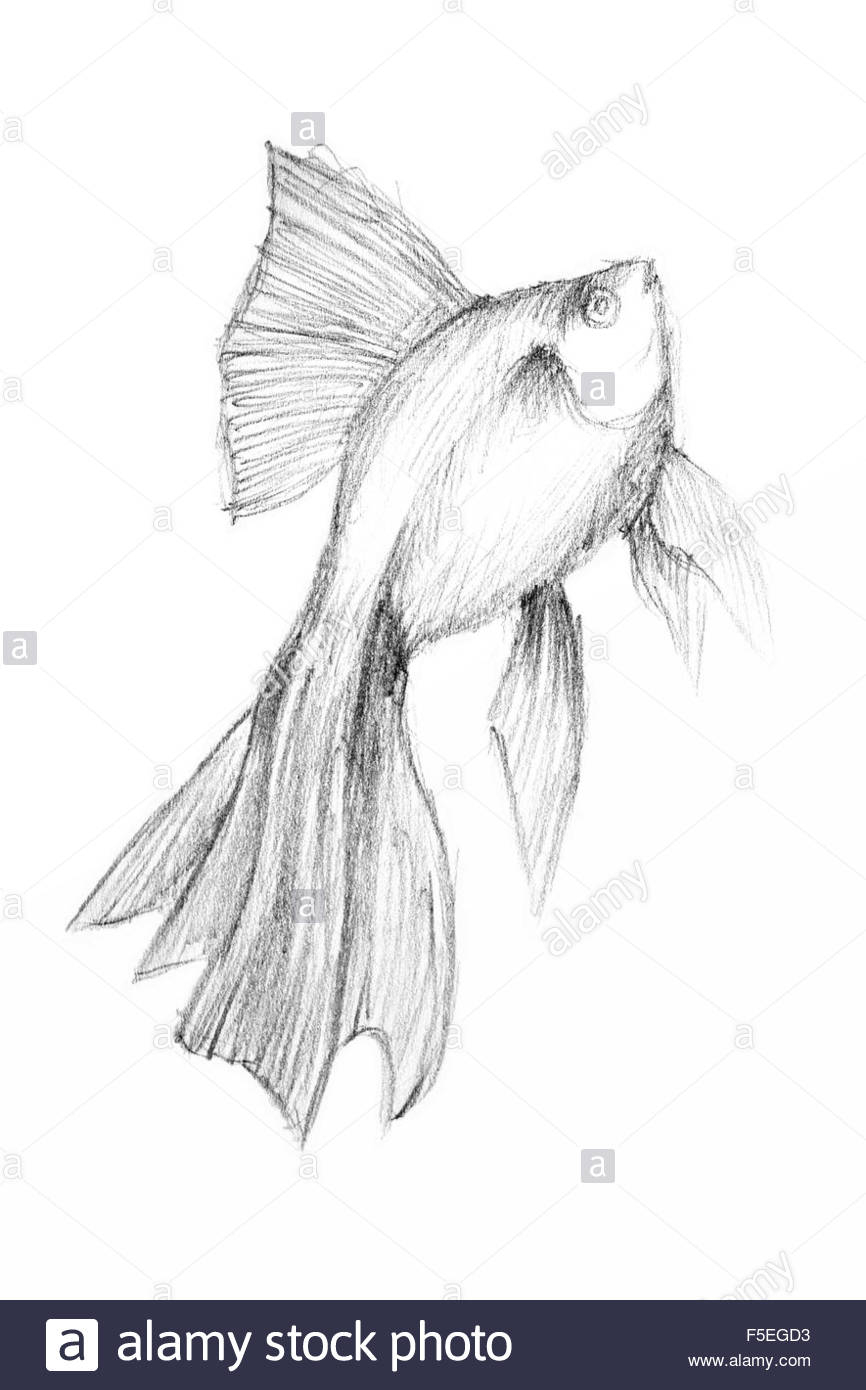 866x1390 Pencil Sketch Fish Tropical Fish - Tropical Fish Sketch