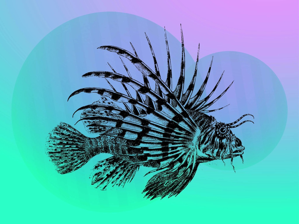 1024x768 Tropical Fish Vector - Tropical Fish Sketch