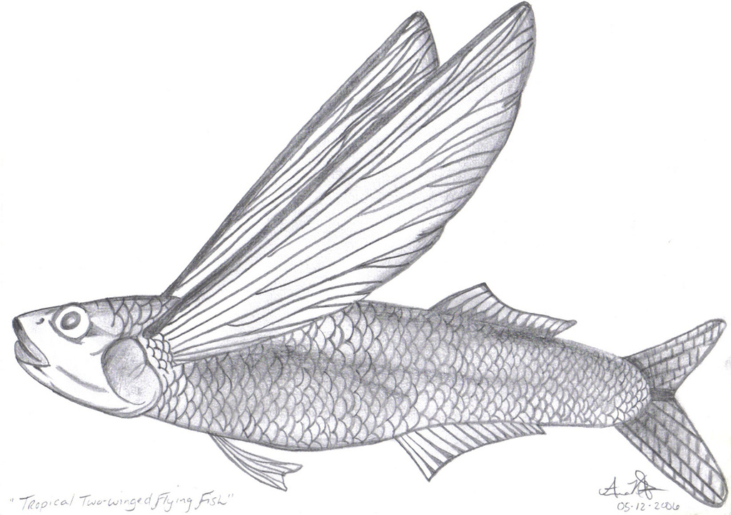 1024x721 Tropical Two Winged Flying Fish All Sketches Are Done By - Tropical Fish Sketch