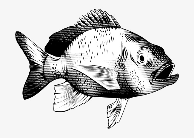 650x461 Vector Black And White Tropical Fish, Black Vector, Fish Vector - Tropical Fish Sketch