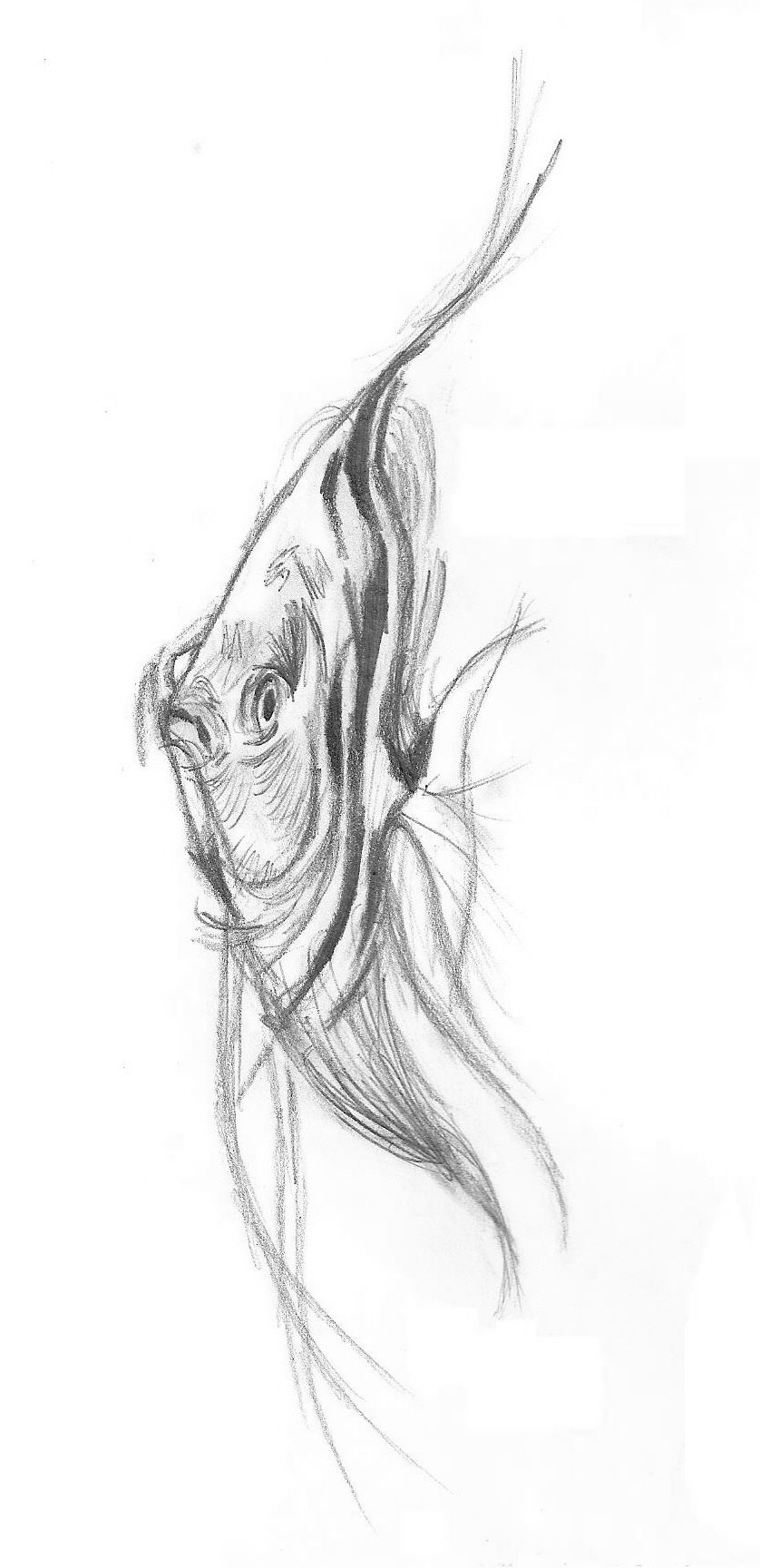838x1728 Tropical Fish Drawing - Tropical Fish Sketch