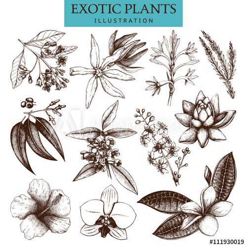 500x500 Exotic Plants Collection. Vector Tropical Flowers Set. Hand Drawn - Tropical Flower Sketch