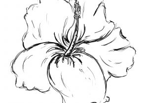 300x210 Hawaiian Flower Sketch Hawaiian Flower Sketch Easy To Draw - Tropical Flower Sketch