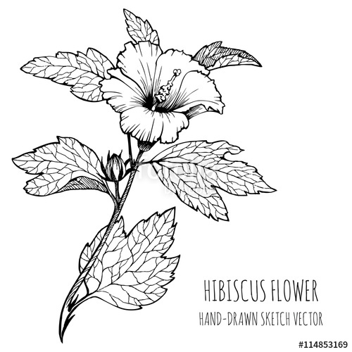 500x500 Hibiscus, Tropical Flower. Monochrome Vector Sketch, Hand Drawn - Tropical Flower Sketch