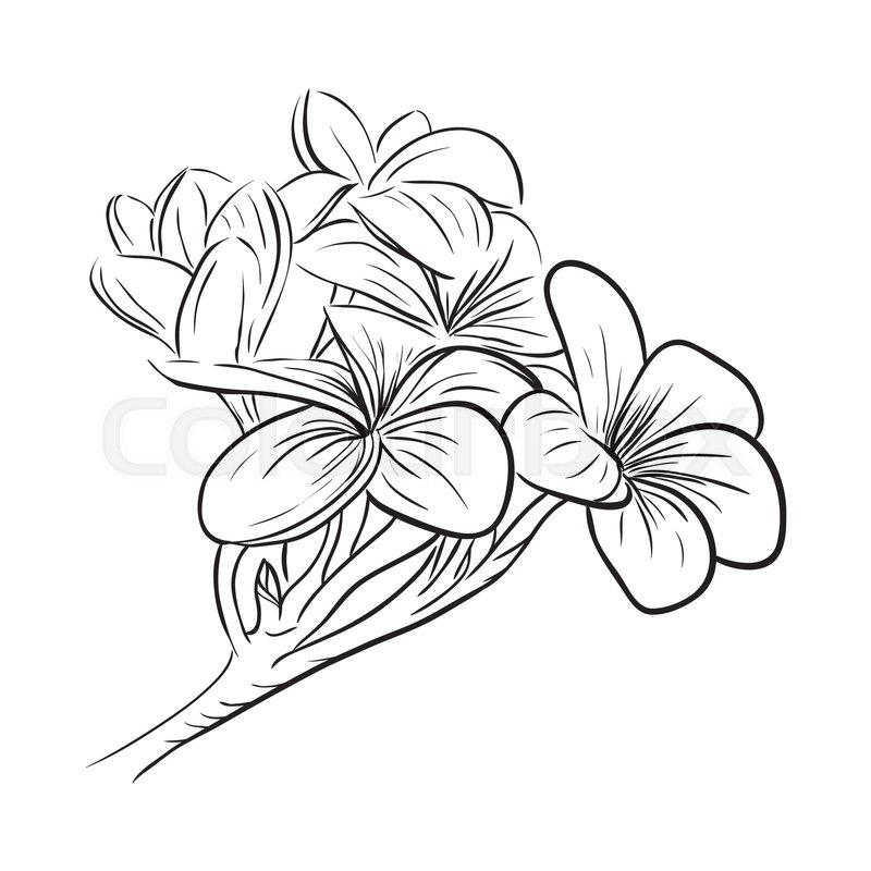 800x800 Plumeria Frangipani Tropical Flower, Sketch Style Vector Stock - Tropical Flower Sketch