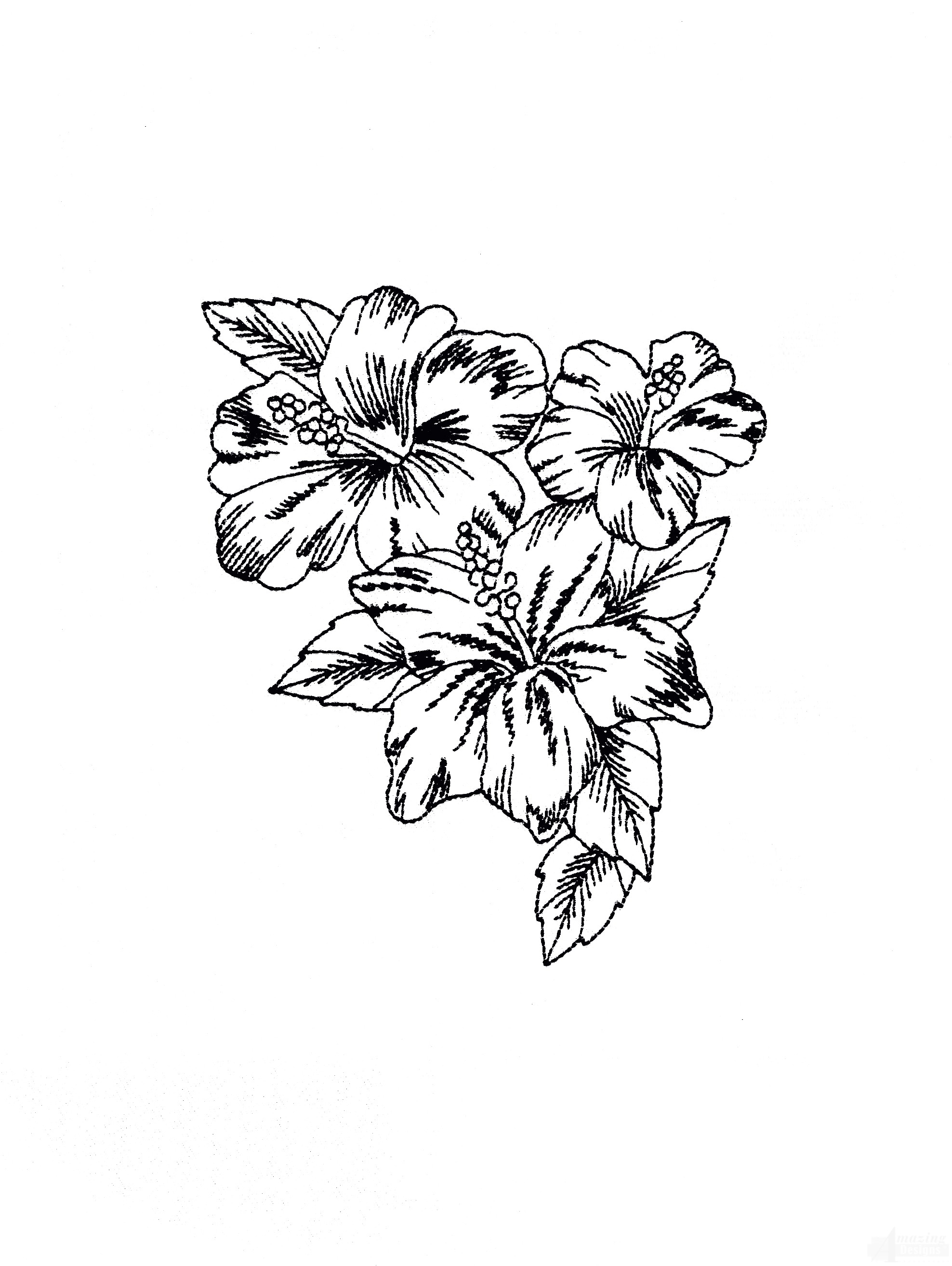 Tropical Flower Sketch at PaintingValley.com | Explore collection of ...