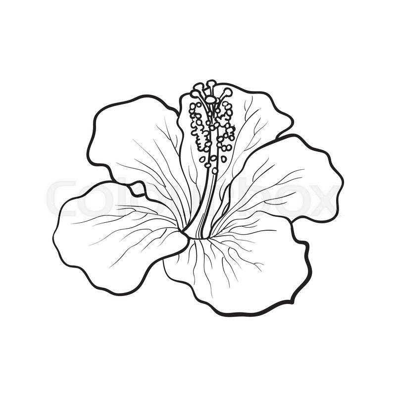 800x800 Single Bright Hibiscus Tropical Flower, Sketch Style Vector - Tropical Flower Sketch