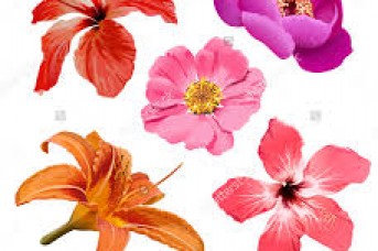 343x228 Tropical Flower Drawing - Tropical Flower Sketch