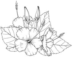 236x184 Tropical Flowers Drawing - Tropical Flower Sketch