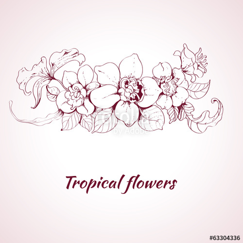 500x500 Tropical Flower Sketch Stock Image And Royalty Free Vector Files - Tropical Flower Sketch