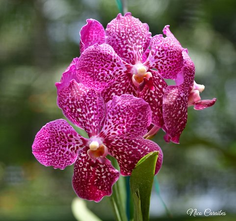 481x450 Sketch 1528926094688 Large.jpg - Tropical Flower Sketch