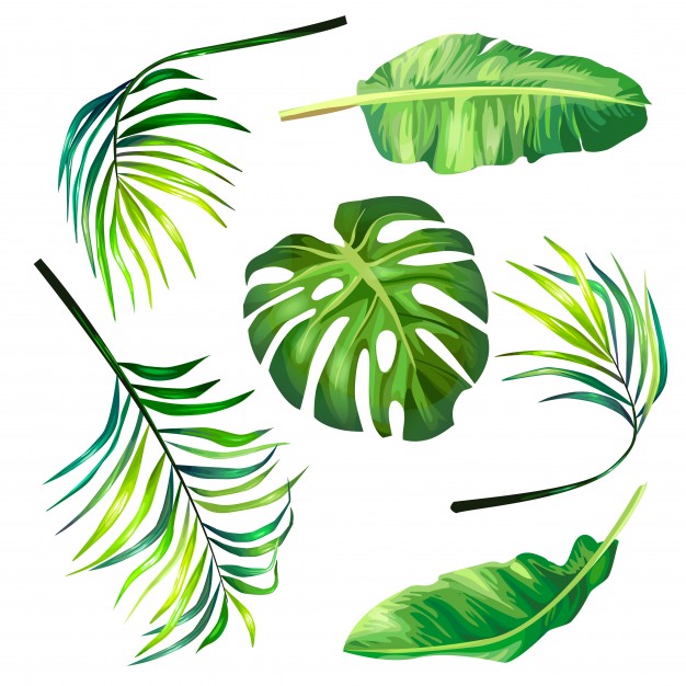 626x626 Palm Leaf Vectors, Photos And Psd Files Free Download - Tropical Leaf Sketch