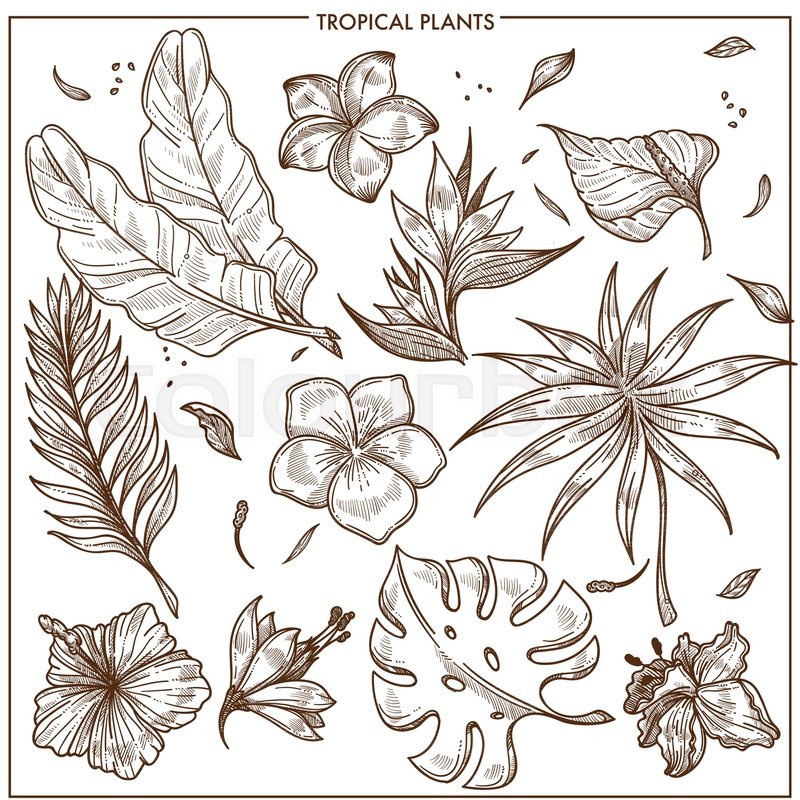 800x800 Tropical Plants And Exotic Flowers Sketch Vector Botanical Icons - Tropical Leaf Sketch