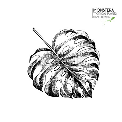 400x400 Vecotr Hand Drawn Tropical Plant Icons. Exotic Engraved Leaves And - Tropical Leaf Sketch