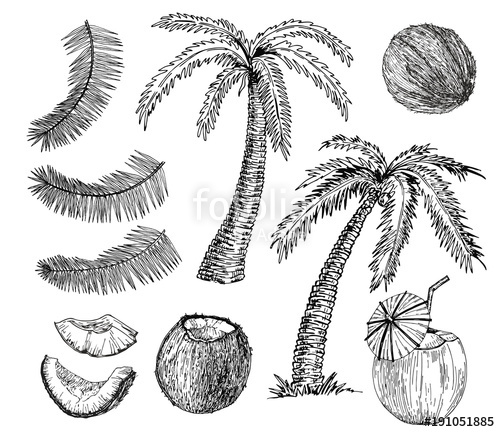 500x432 Vector Coconut Hand Drawn Sketch With Palm Leaf. Sketch Vector - Tropical Leaf Sketch