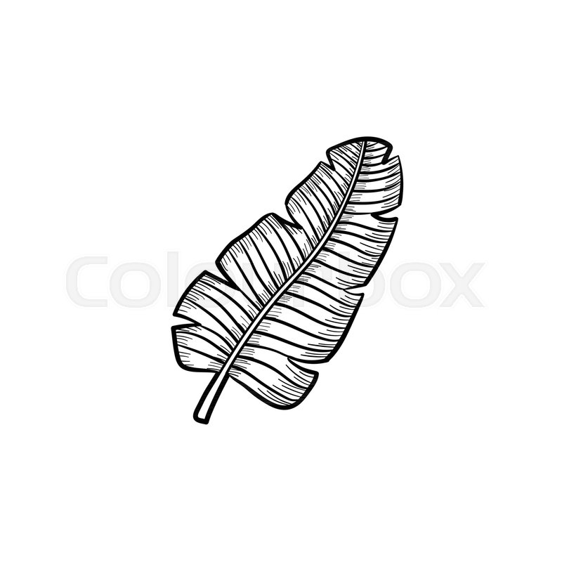 800x800 Vector Hand Drawn Tropical Palm Leaf Outline Doodle Icon. Tropical - Tropical Leaf Sketch
