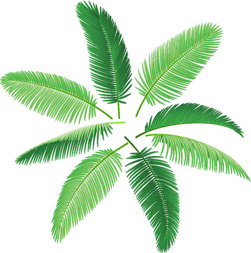 366x368 Vector Palm Leaves Drawing Free Vector Download (93,800 Free - Tropical Leaf Sketch