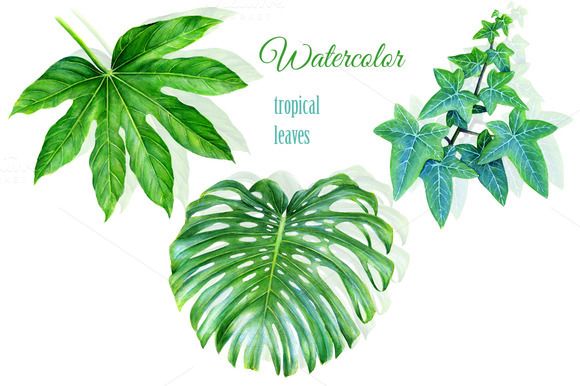 580x386 Watercolor Tropical Leaves Drawing By @graphicsauthor Graphics - Tropical Leaf Sketch
