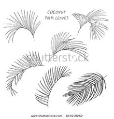 236x246 Palm Leaf Drawing - Tropical Leaf Sketch