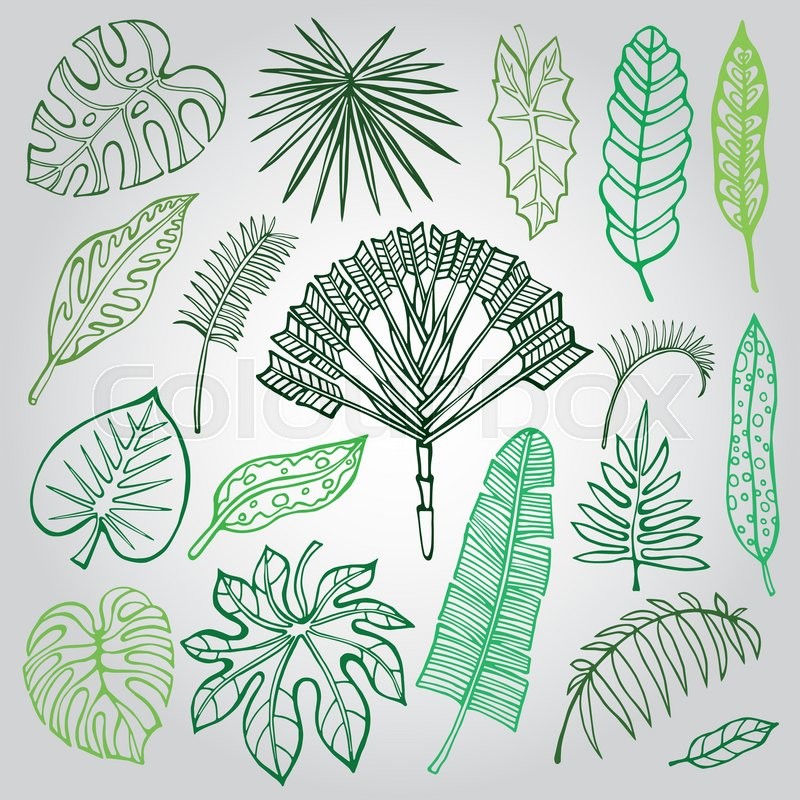800x800 Drawing Palm Leaves - Tropical Leaf Sketch