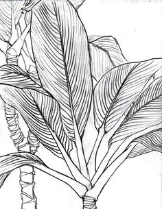 236x305 Drawn Leaf Leaf Art - Tropical Leaves Sketch