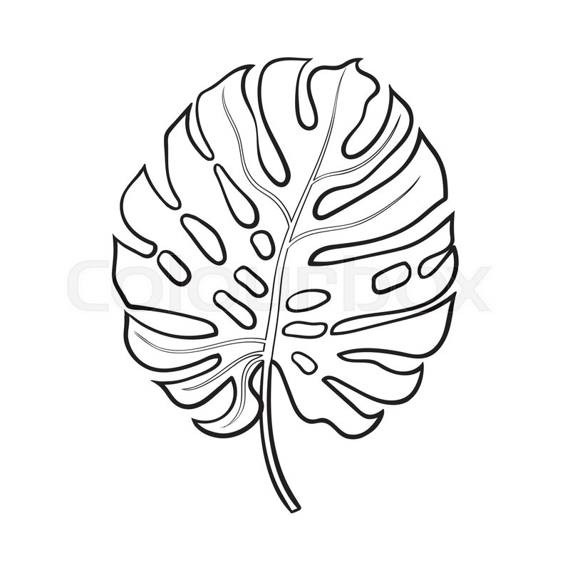 800x800 Full Fresh Leaf Of Monstera Palm Tree, Sketch Style Vector - Tropical Leaves Sketch