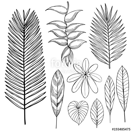 500x500 Hand Drawn Tropical Plants. Leaves And Flowers.vector Sketch - Tropical Leaves Sketch