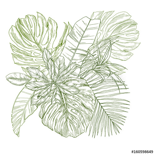 500x500 Sketch Composition With Tropical Leaves - Tropical Leaves Sketch