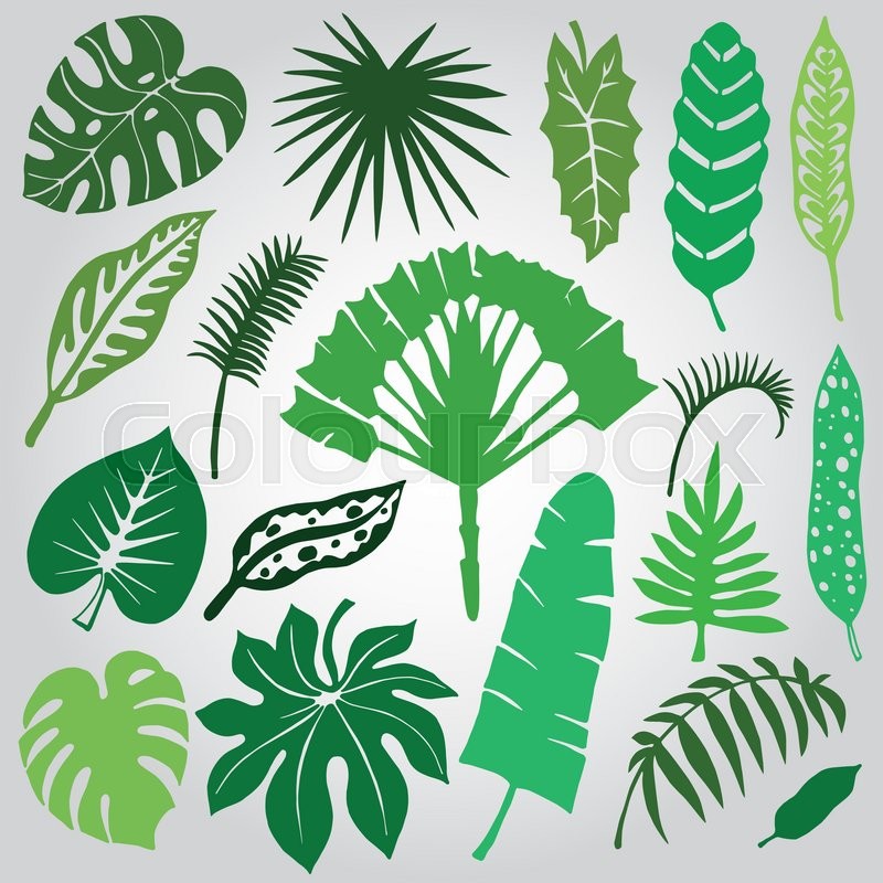 800x800 Tropical Palm Leaves Set.vector Leaf,silhouette Drawing In Vintage - Tropical Leaves Sketch
