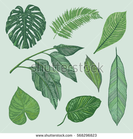 450x470 Collection Of Tropical Leaf Drawing High Quality, Free - Tropical Leaves Sketch