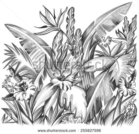 450x434 Beautiful Floral Hand Drawn Sketch Tropical Stock Vector 612201140 - Tropical Leaves Sketch