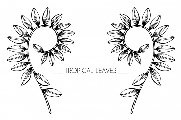 626x417 Collection Set Of Tropical Leaves Drawing Illustration. Vector - Tropical Leaves Sketch