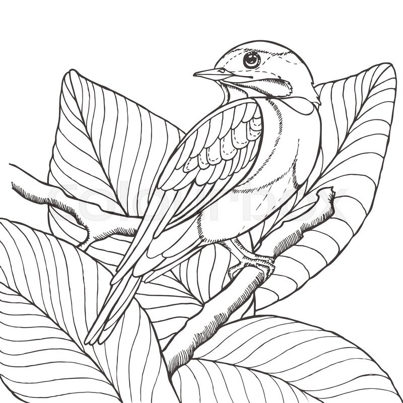 800x800 Sketch Of Tropical Bird Sitting On Branch In Leaves. Imitation - Tropical Sketch